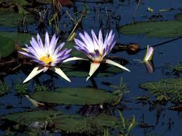 Image result for Nymphaea nouchali