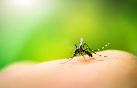 When the warm summer months come along, all anyone wants to do is stay outside as long. Mosquito Repelling Apps Don T Work But These Gadgets Do Macworld