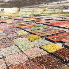 With a gift card, you can brighten up someone's home, office, or garden with a potted plant of their choice. A Look Inside A Succulent Nursery Succulents