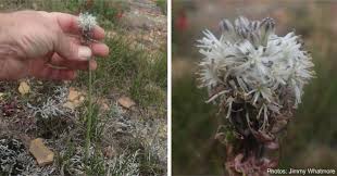 Image result for Drimia elata