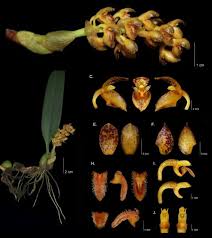 Image result for Bulbophyllum sp. nov