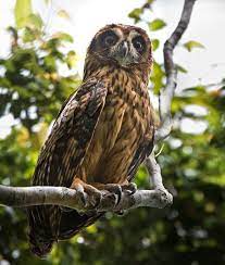 Fearful Owl Animals Beautiful Animals World Birds