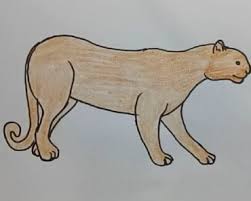 Look out for more wild f How To Draw A Puma For Beginners Archives How To Draw Step By Step