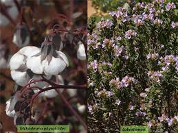 Image result for Trichodesma physaloides