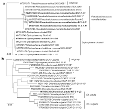 Microorganisms Free Full Text Uncovering Unique Green Algae And Cyanobacteria Isolated From Biocrusts In Highly Saline Potash Tailing Pile Habitats Using An Integrative Approach Html