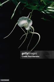 Image result for Angraecum infundibulare