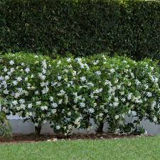Image result for Gardenia