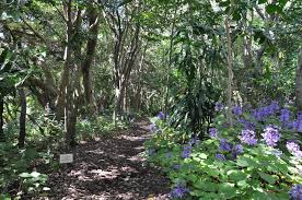 Image result for Nectaropetalum