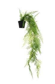 Potted Hanging Fern Flux Boutique