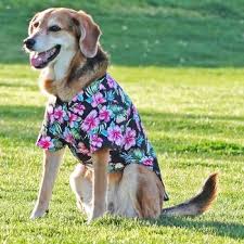 We did not find results for: Hawaiian Camp Dog Shirt Big Dog Clothing Bowwowsbest Com Doggie Design