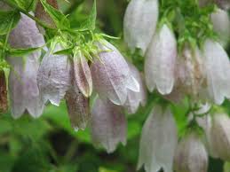 Image result for Carvalhoa campanulata