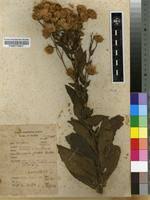 Image result for Vernonia glabra