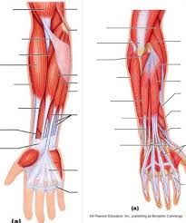 The anterior (flexor) compartment contains the biceps brachii, coracobrachialis and brachialis muscles. Anterior Forearm Muscles Diagram Quizlet