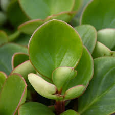 Image result for Peperomia abyssinica