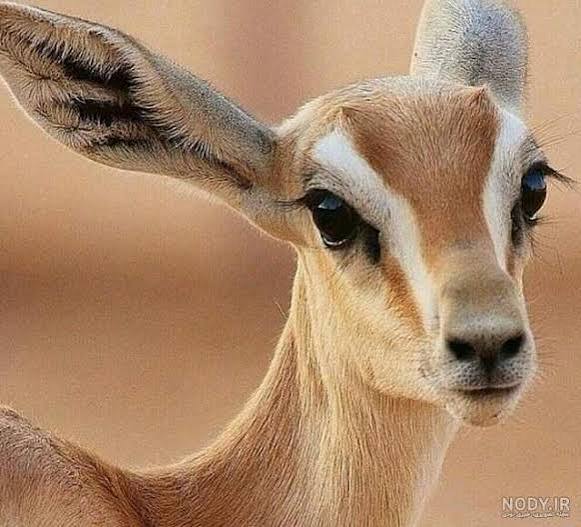 عکس آهو ایرانی - عکس نودی