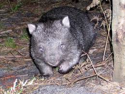 Image result for Common wombat