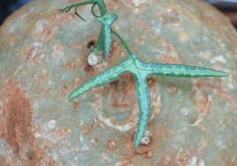 Image result for Adenia kirkii