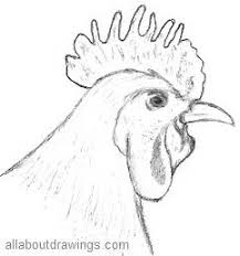 How to draw a rooster. Copy These Simple Rooster Drawings