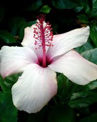 Image result for Hibiscus ludwigii