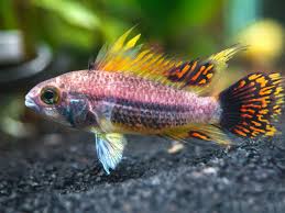 See full list on dwarfcichlids.com Triple Red Cockatoo Dwarf Cichlid Apistogramma Cacatuoides Tank Bred Cichlids African Cichlid Aquarium Cockatoo