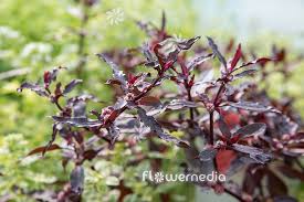 Image result for Alternanthera sessilis