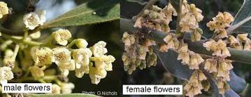 Image result for Euclea natalensis