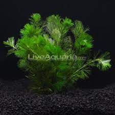 Cabomba Aquatic Plants For Freshwater Aquariums Aquatic Plants Plants Freshwater Aquarium