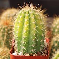 Image result for Achyropsis