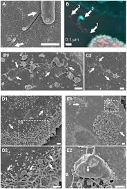 Maybe you would like to learn more about one of these? Bacterial Flagella Disrupt Host Cell Membranes And Interact With Cytoskeletal Components Biorxiv