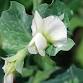 Cover Crops: Your Garden’s New Best Friend! event image