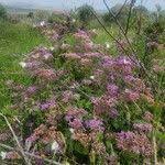 Image result for Vernonia brachycalyx