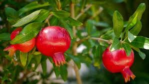 Dwarf fruit trees offer one wonderful way for gardeners to make the most of the space they. Dwarf Fruit Trees To Grow Indoors Or Outdoors With Pictures