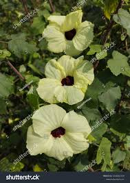 Image result for Hibiscus diversifolius