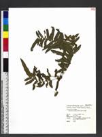 Image result for Ampelopteris