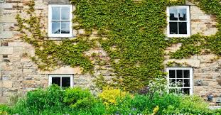 15 Plantes Depolluantes Qui Purifient L Air Interieur De Votre Maison Maisons Exterieures Facade Maison Maison