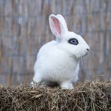 Image result for bunny