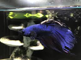 In a tank smaller than 5 gallons, your betta won't live out his full life span. Help My Betta S Top Fins Turning White And Disintegrating Bettafish