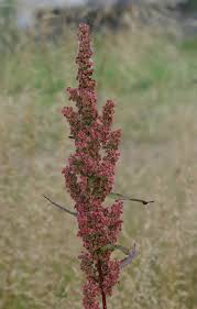 Image result for Rumex lanceolatus
