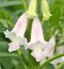 Image result for Sesamum angolense