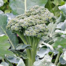 Broccoli is a garden classic for a reason: Tips On Growing Broccoli In Your Garden Walking On Sunshine Recipes