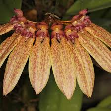 Image result for Bulbophyllum longiflorum