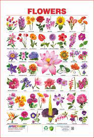 Flowering vegetables are so called because they have the shape of flowers. Buy Spectrum Educational Large Wall Charts Set Of 5 Wild Animals Birds Fruits Vegetables Flowers Book Online At Low Prices In India Spectrum Educational