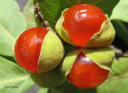 Image result for Pappea capensis