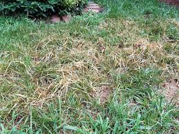 We did not find results for: Darrell Blackwelder What To Do About Nutsedge Salisbury Post Salisbury Post
