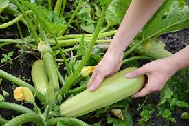 Maybe you would like to learn more about one of these? When Is Zucchini Ready To Pick Top Timing Tips