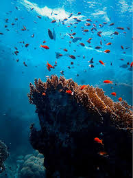 Последние твиты от world ocean day (@worldoceansday). Blancpain Presenting Partner To United Nations World Oceans Day 2021 Watch I Love