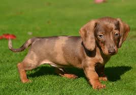 Shaded creams, cream piebalds, cream dapple piebalds, and cream dapples. Dachshund Puppies For Sale In Dubai Pure Breed Pups Pet Mania Dubai
