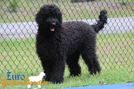 We do blood screening & full panel of genetic testing. Information About The English Teddybear Goldendoodle Breed