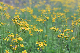 You'll be providing nectar for butterflies, bees and other pollinators that in turn will pollinate your plants and help to increase your yields. Plant Native Ground Covers Make America Green Again