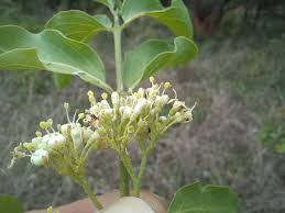 Image result for Psydrax livida